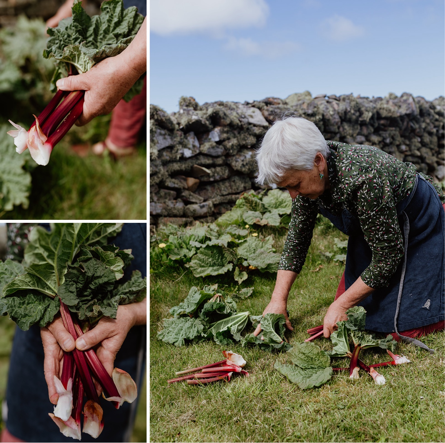 Image of woman on the grass harvesting fresh rhubarb from the garden