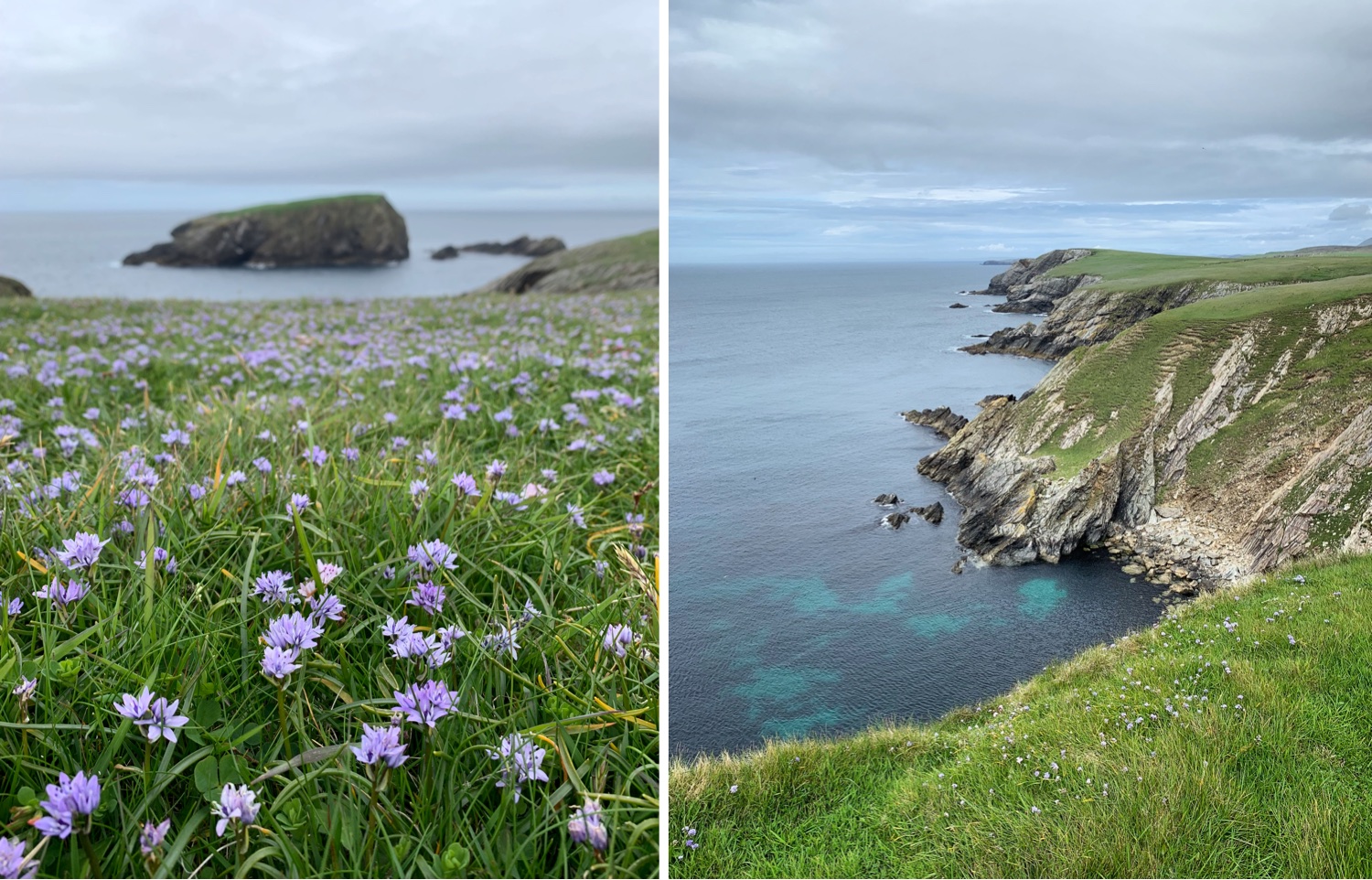 Two images of green grass with purple flowers overlooking the ocean at St Ninian's Isle in Shetland