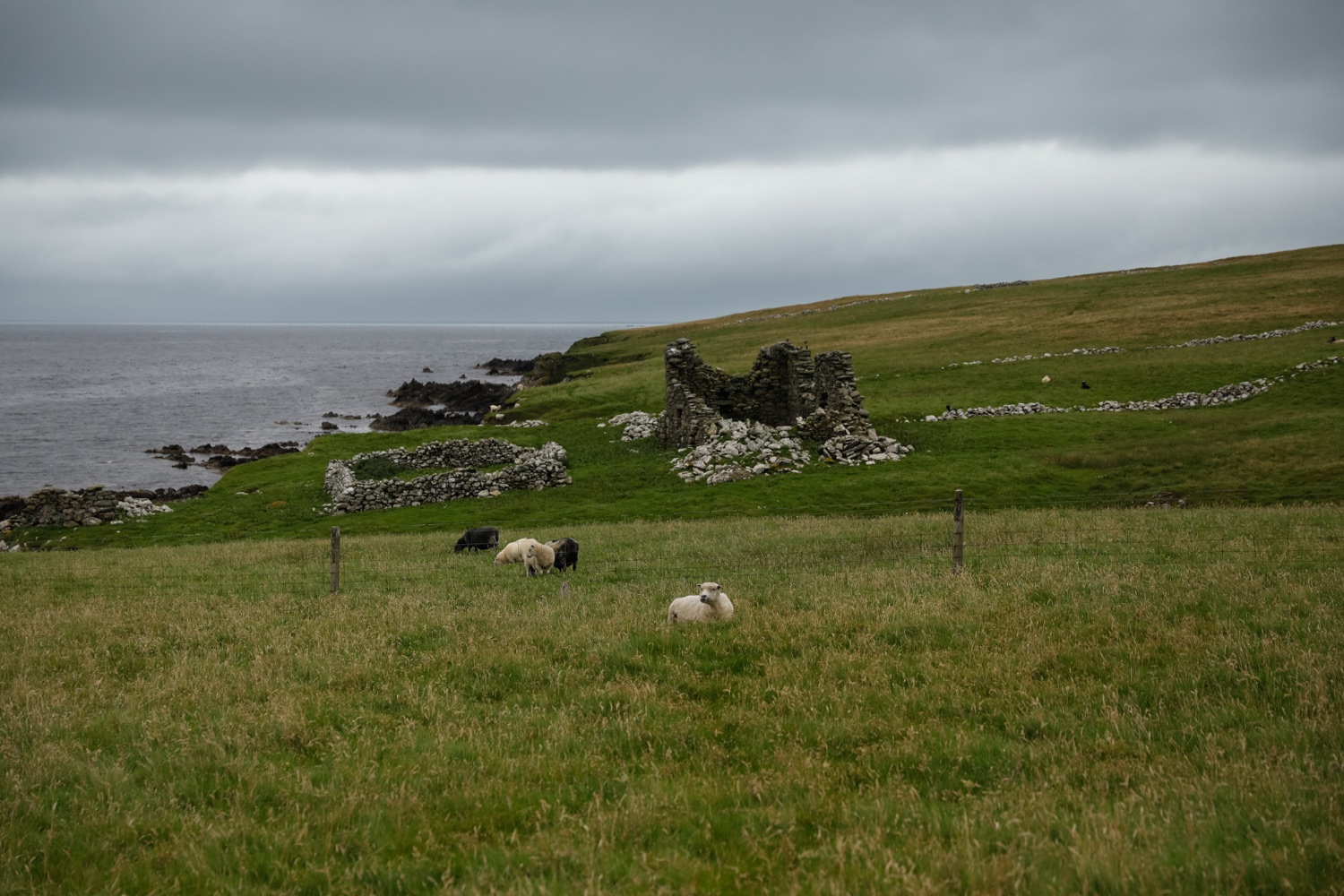Image of sheep in shetland - if you have ever wonder what Shetland is like